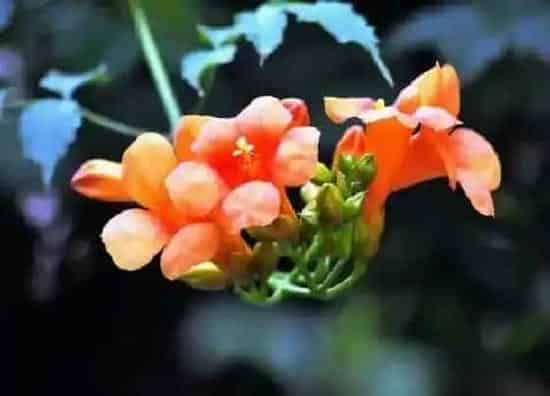 植物百科|爬山虎会开花吗 开的花长什么样