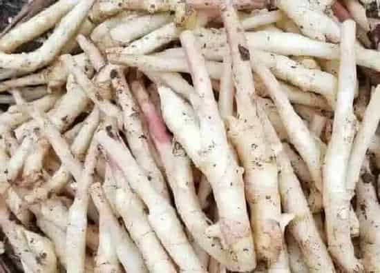 食用科普|嫩姜可以生吃吗