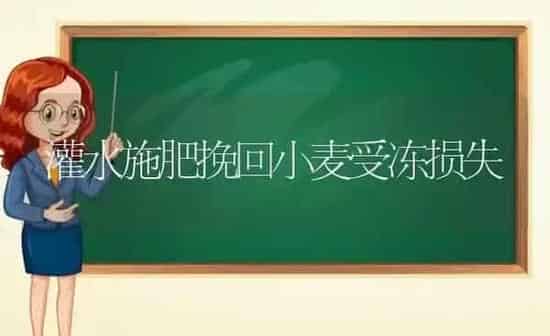 灌水施肥挽回小麦受冻损失 | 粮油作物种植