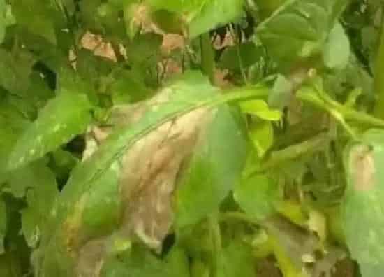 植物虫害|蔬菜病虫害防治技术与方法措施
