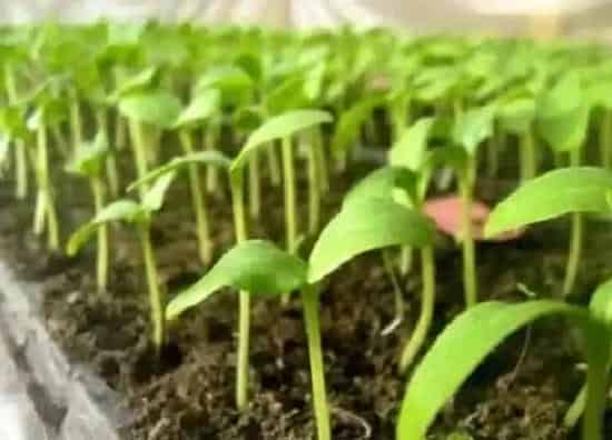 植物修剪|菜苗徒长怎么办