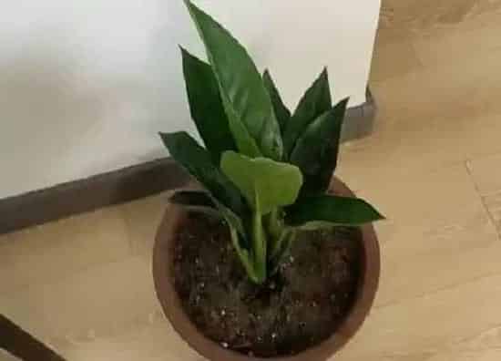 植物种类|净化空气的盆栽有哪些 净化空气的花卉植物