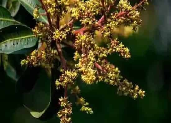 植物百科|芒果开花吗 在什么时候开花