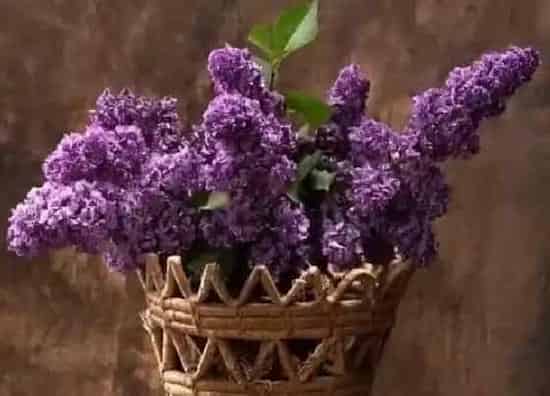 种植位置|家里可以种丁香花吗