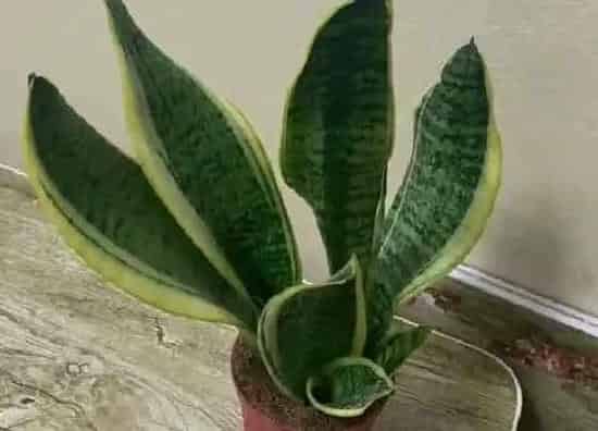 植物种类|净化空气的盆栽有哪些 净化空气的花卉植物
