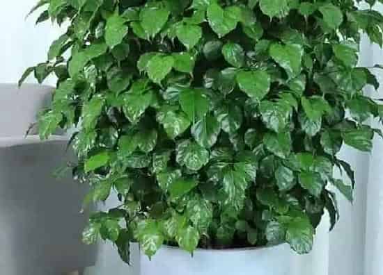植物换土|大盆幸福树怎么换土换盆