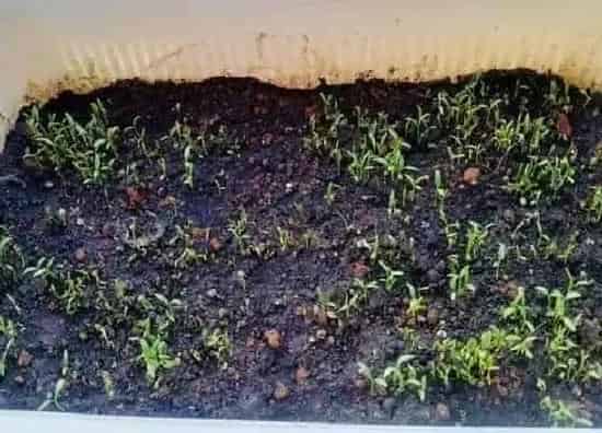 植物育苗|香菜催芽方法和时间 香菜种子催芽要泡多长时间