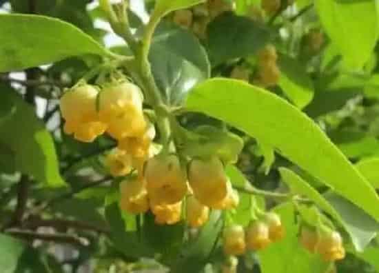 植物百科|柿子会开花吗 在什么季节开花