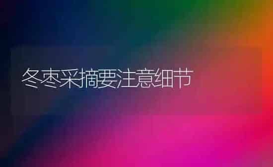 冬枣采摘要注意细节 | 瓜果种植