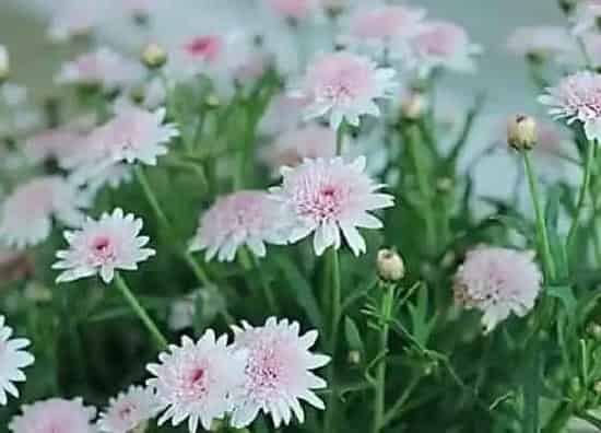 种植位置|家里可以种小雏菊吗
