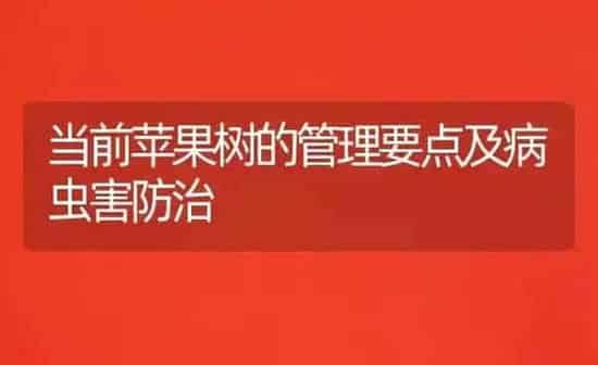 当前苹果树的管理要点及病虫害防治 | 瓜果种植