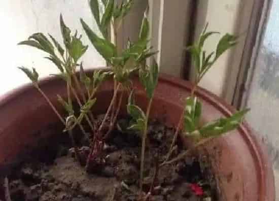 植物扦插|芍药几月份扦插最好