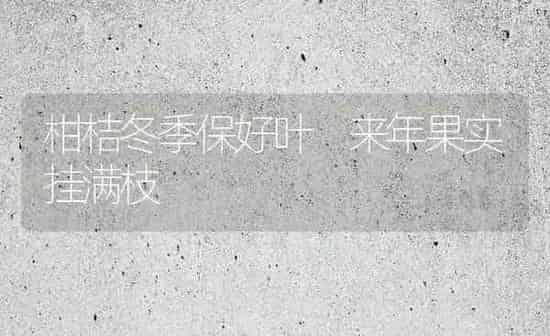 柑桔冬季保好叶 来年果实挂满枝 | 瓜果种植
