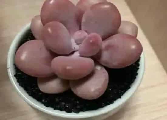 芽部|桃蛋爆侧芽方法与处理措施