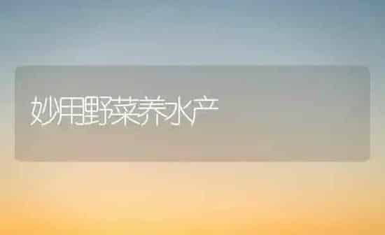 妙用野菜养水产 | 蔬菜种植