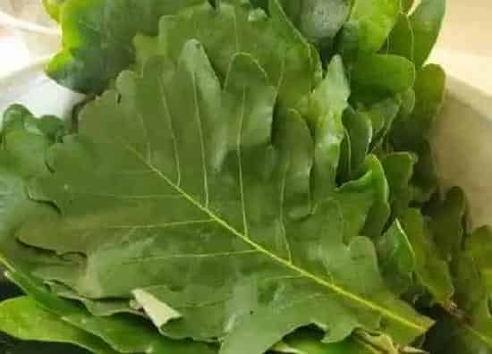 植物施肥|烂菜叶子可以做肥料吗