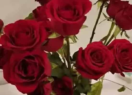 植物寓意|87朵玫瑰花花语代表什么意思