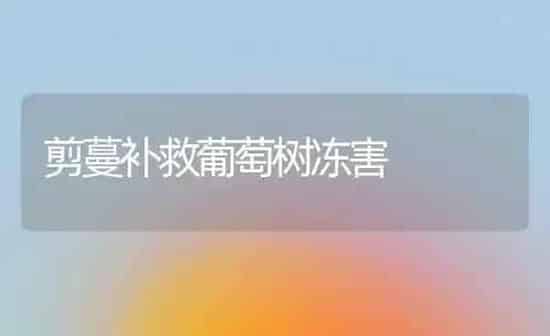 剪蔓补救葡萄树冻害 | 瓜果种植