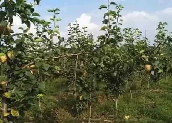 植物施肥|梨树底肥放什么肥好，底肥施用方法）