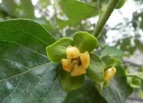 植物百科|柿子会开花吗 在什么季节开花