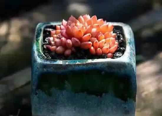 植物浇水|多肉夏天怎么浇水方法