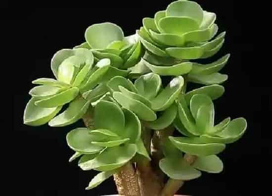 植物浇水|金钱木浇水要浇透吗 多久浇一次水好