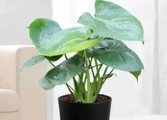 植物百科|大叶子花卉有哪些