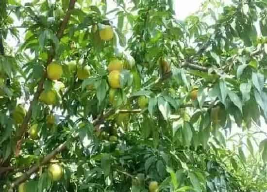 种植百科|大门前可以种桃树吗