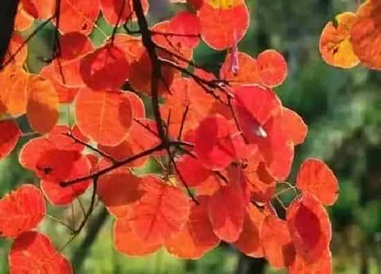 植物种类|烟树是什么树 长的什么样子