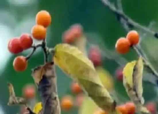 植物百科|小孩拳树又叫什么名字