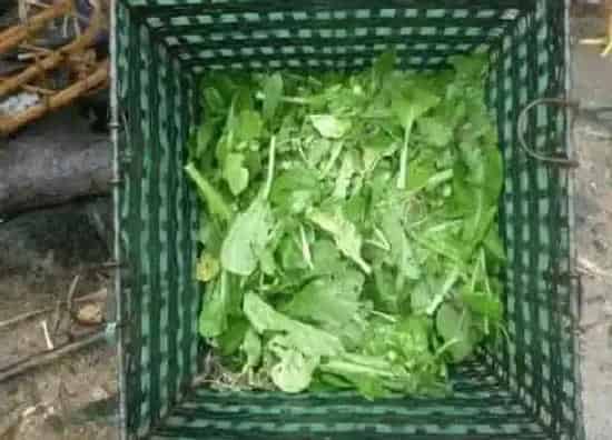 植物施肥|烂菜叶子可以做肥料吗
