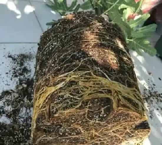 植物移栽|无花果什么时候换盆最好（盆栽无花果树最佳换盆时间）