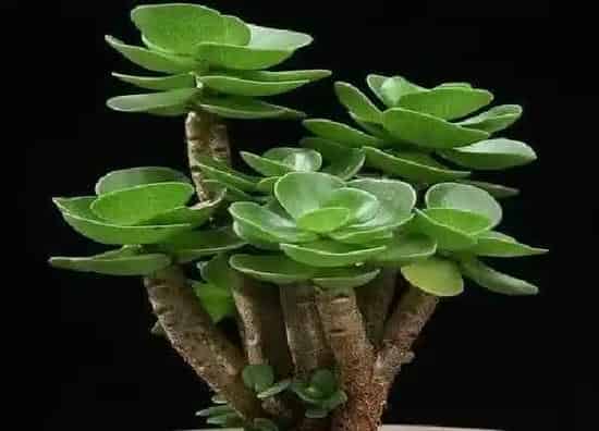 植物浇水|金钱木浇水要浇透吗 多久浇一次水好