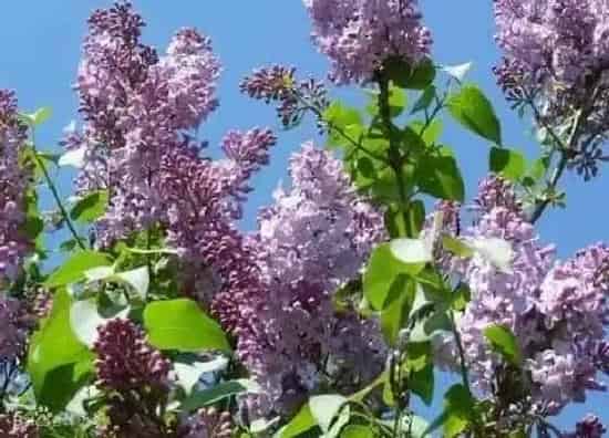 种植位置|家里可以种丁香花吗