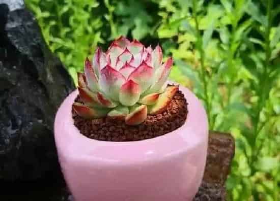 植物浇水|多肉夏天怎么浇水方法