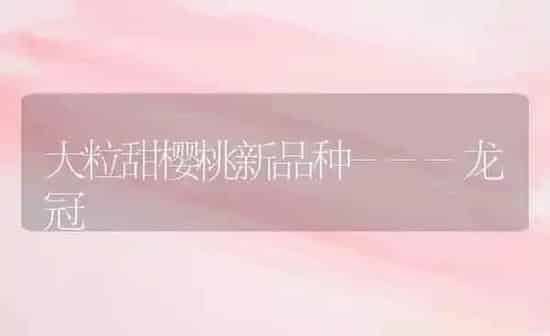 大粒甜樱桃新品种---龙冠 | 瓜果种植