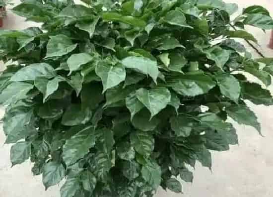种植方法|幸福树怎么种植 种植方法及养护要点