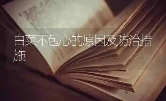 白菜不包心的原因及防治措施 | 蔬菜种植
