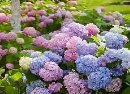 植物扦插|绣球花怎样扦插