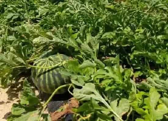 种植管理|露天西瓜几月份种植最好 什么时候种植最好