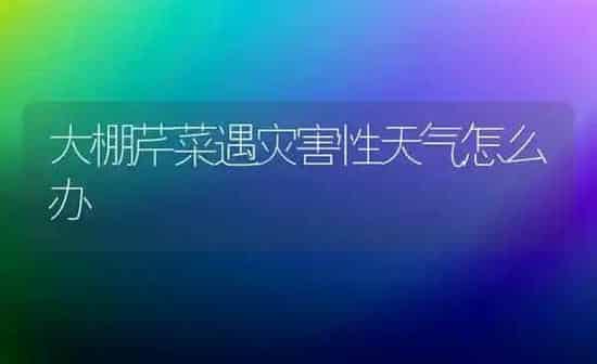 大棚芹菜遇灾害性天气怎么办 | 蔬菜种植