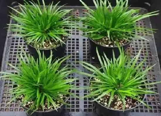 植物百科|蒲草是什么植物