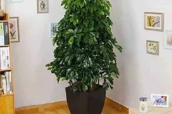 养殖方法|招财树怎么养才能更旺盛