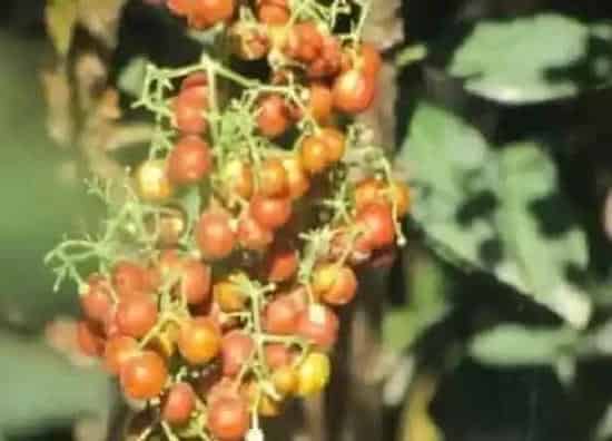 植物百科|小孩拳树又叫什么名字