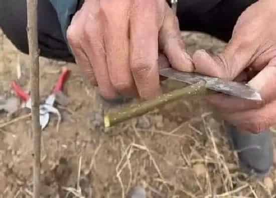 植物嫁接|梨树嫁接时间和方法