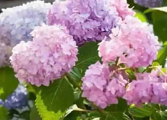 植物扦插|绣球花怎样扦插