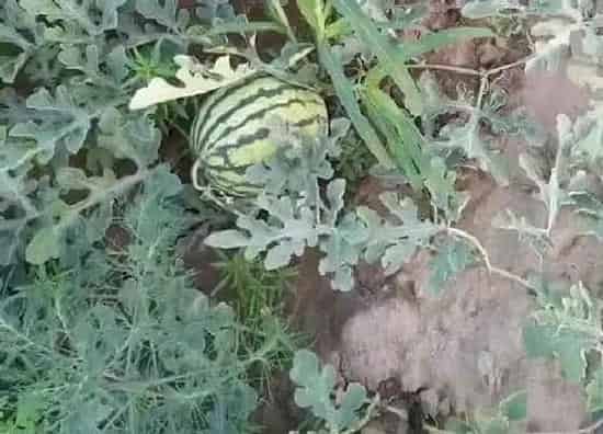 种植管理|露天西瓜几月份种植最好 什么时候种植最好