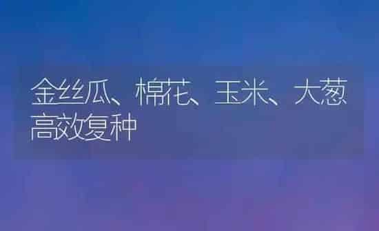 金丝瓜、棉花、玉米、大葱高效复种 | 粮油作物种植