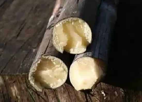 果实成熟|甘蔗什么季节成熟 成熟期是几月份