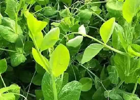 种植管理|豌豆的生长周期是多长时间